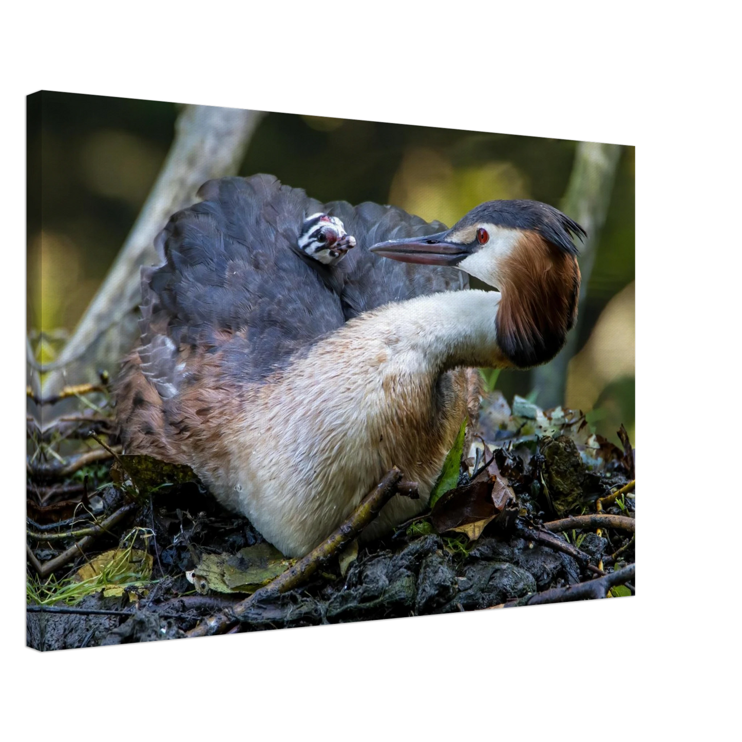Wandbild zaertliche grosse haubentaucher familie naturgetreuer kunstdruck in ihrer wunschgroesse