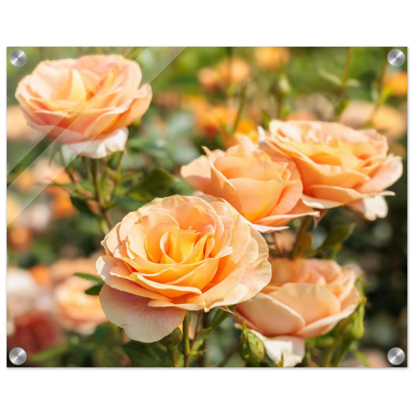 Wandbild romantische pfirsichrosen im sonnenschein botanische kunst fuer ihr zuhause in vielen groessen
