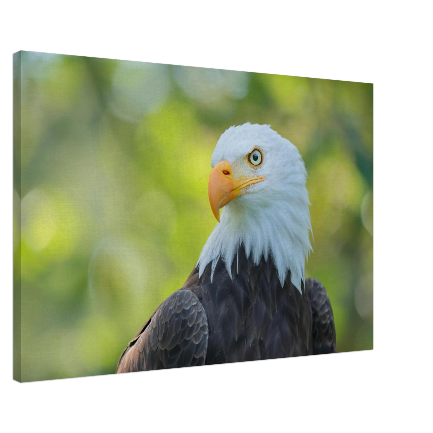 Wandbild majestaetischer weisskopfseeadler eine ode an die freiheit in ihrer wunschgroesse