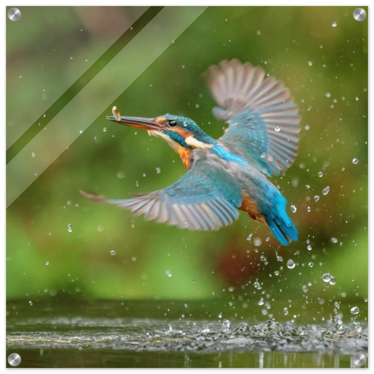 Wandbild eisvogel lebendige tierfotografie mit lebhaften blautoenen