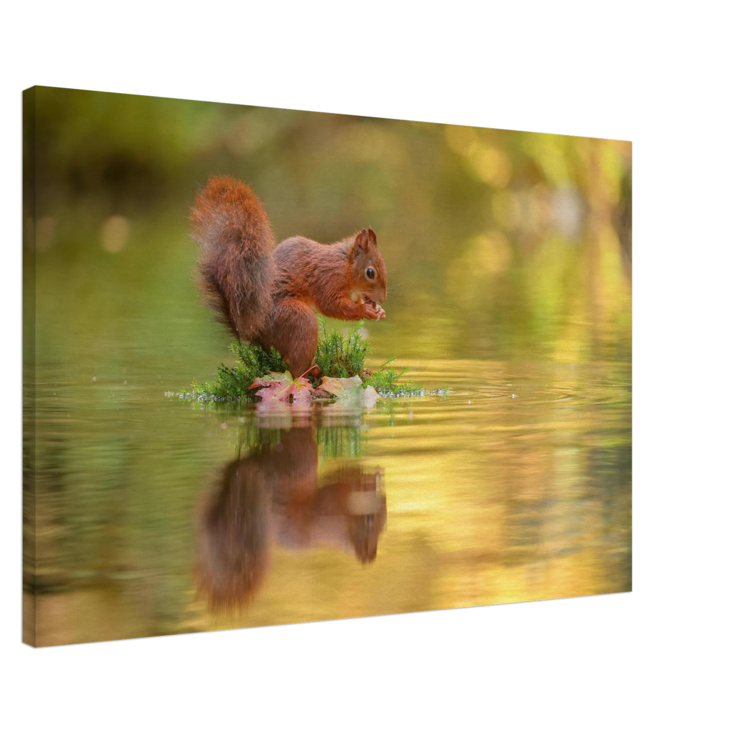 Wandbild bezauberndes eichhoernchen mit nuss lebendige wildtierkunst fuer ihr zuhause