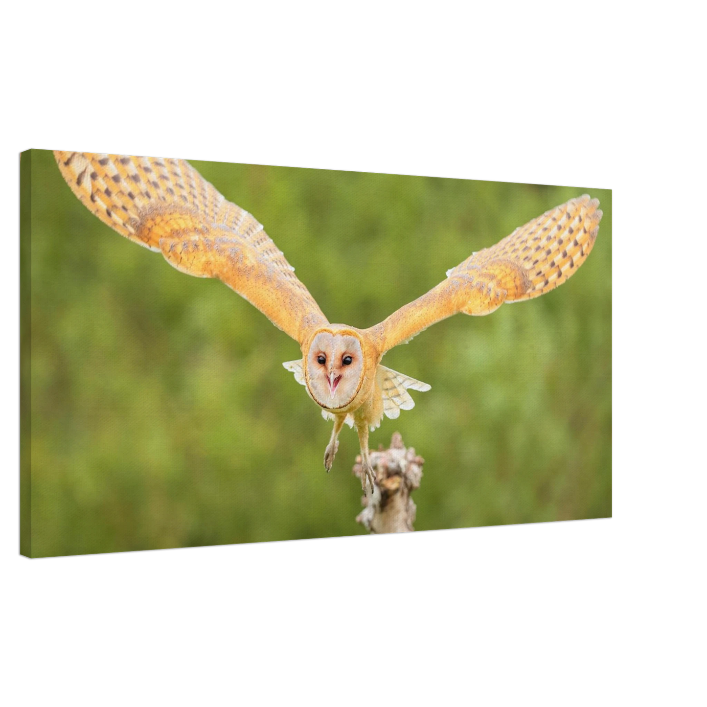 Wandbild majestaetische schleiereule im anflug ihr kunstwerk in wunschgroesse