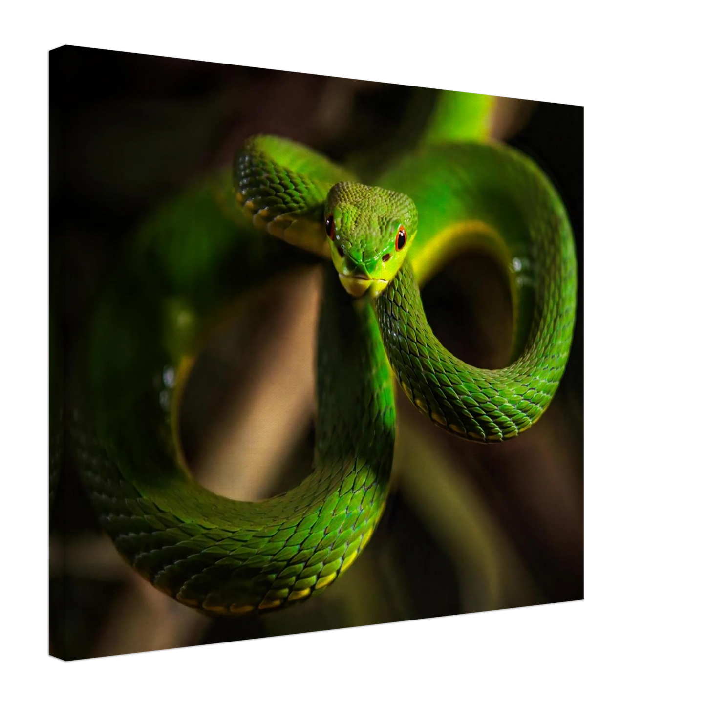 Wandbild der gruene baumviper ein hypnotischer blick in verschiedenen groessen