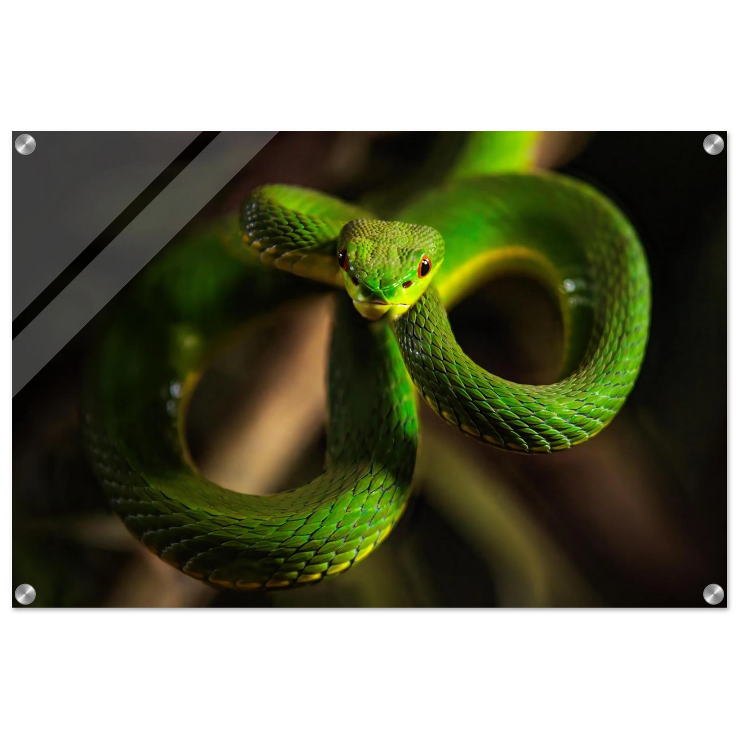 Wandbild der gruene baumviper ein hypnotischer blick in verschiedenen groessen