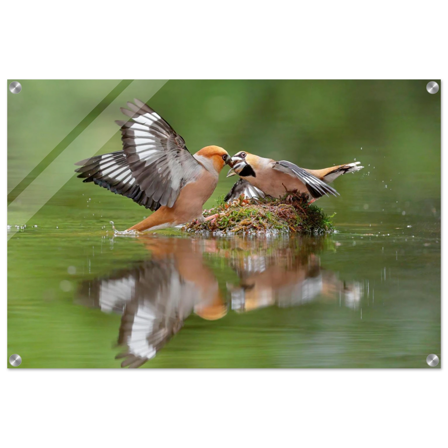 Wandbild momente der natur spektakulaerer kampf der voegel ueber dem wasser