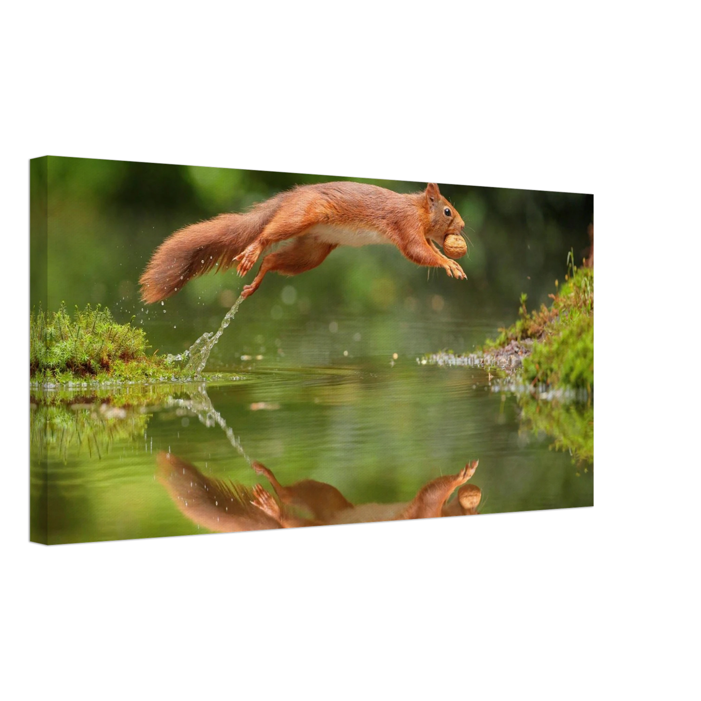 Wandbild Wandkunst eichhoernchens freudensprung dynamische naturkunst fuer ihr zuhause erhaeltlich in mehreren groessen