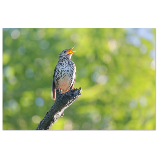Wandbild bezaubernder singvogel in gruen ein naturportraet fuer ihr zuhause in vielen groessen