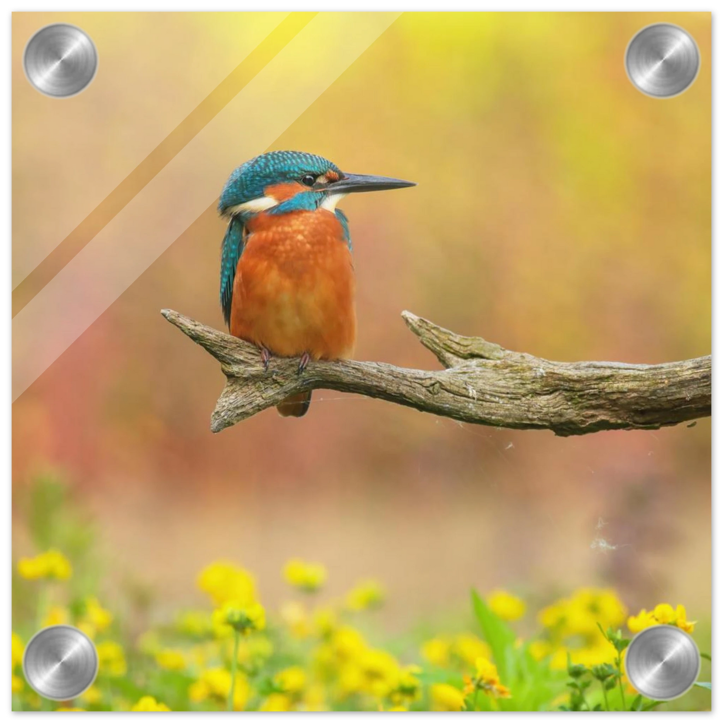 Wandbild eisvogel lebendige naturkunst fuer ihr zuhause in ihrer wunschgroesse