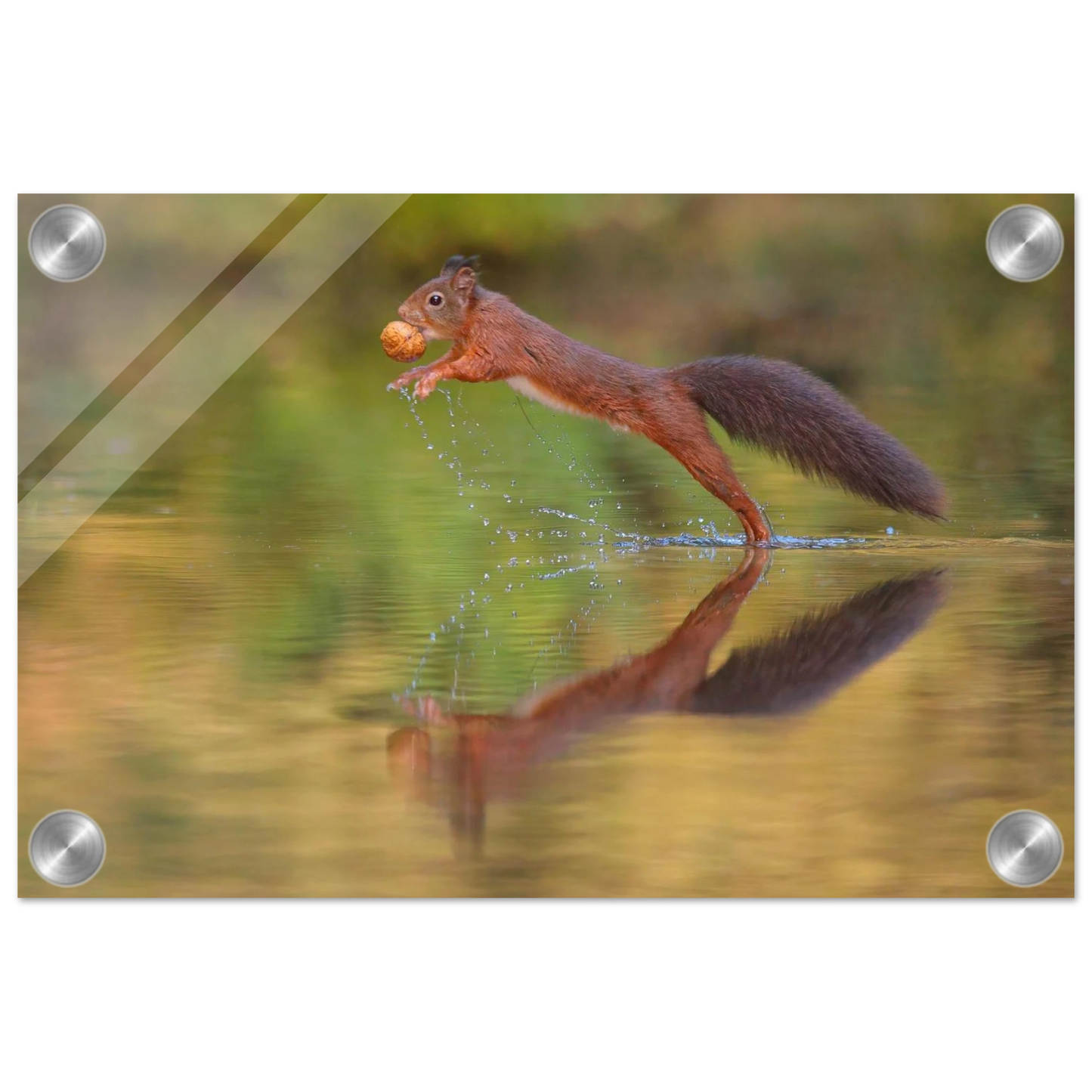 Wandbild eichhoernchen sprung dynamisches tierportrait auf premium leinwand in verschiedenen groessen erhaeltlich