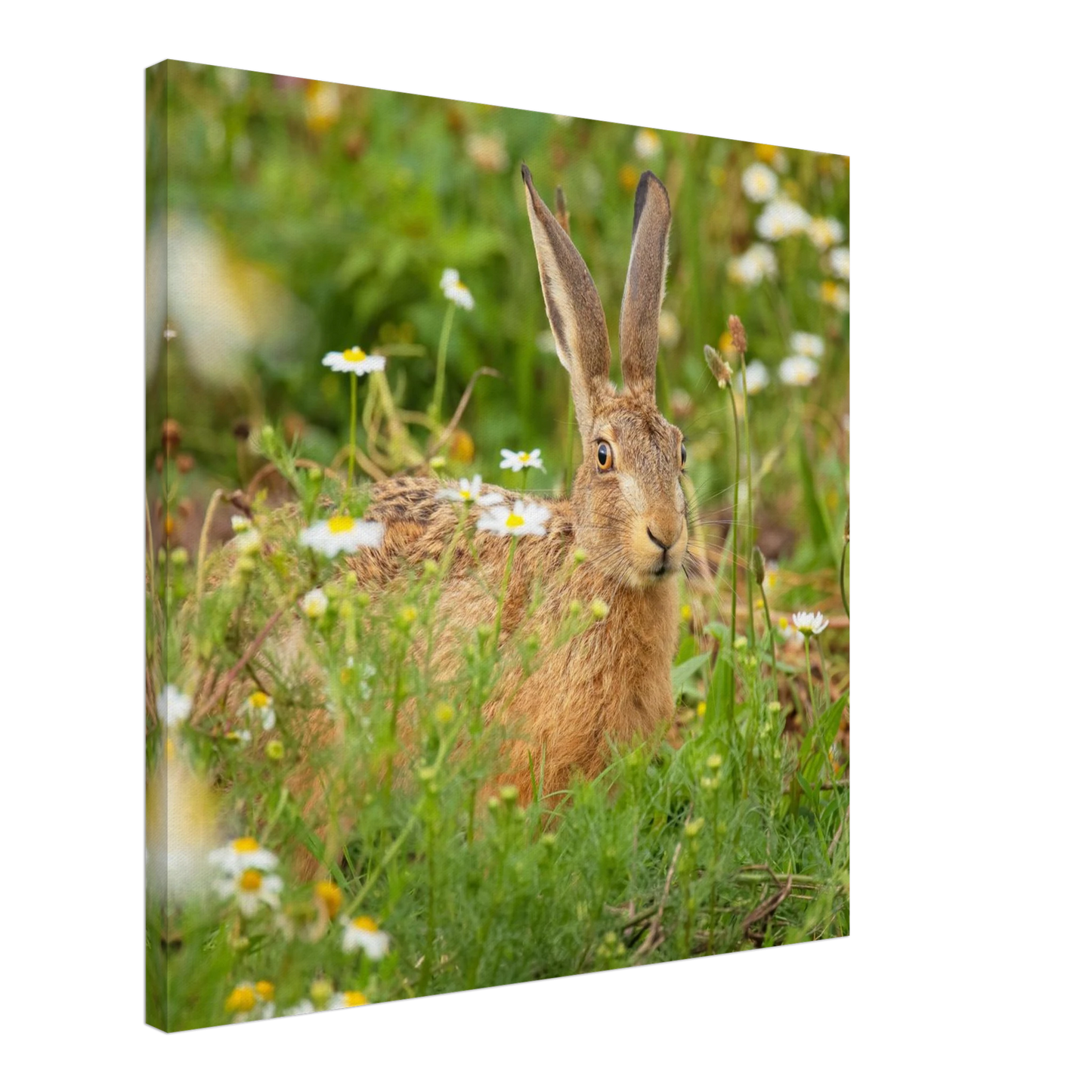 Wandbild feldhase im blumenfeld beruhigende natur tier kunst in vielen groessen