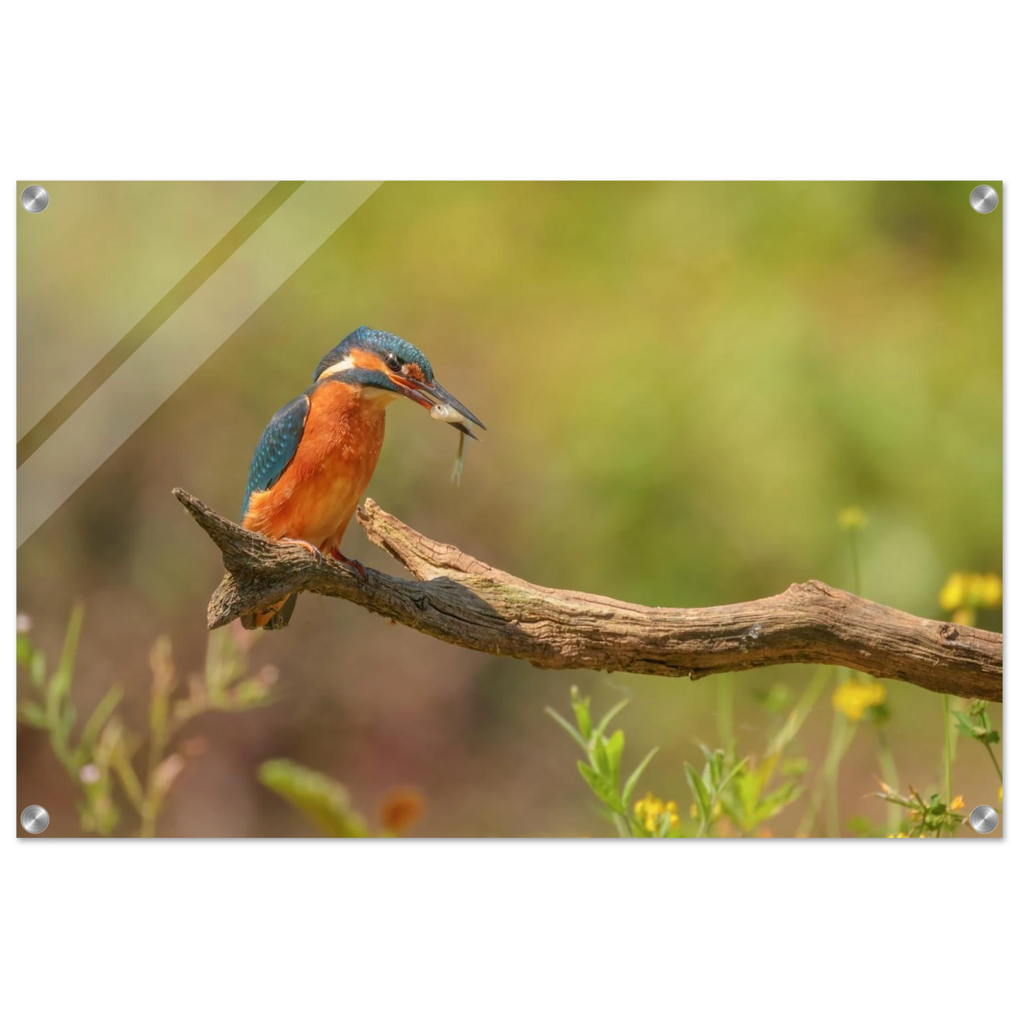 Wandbild eisvogel farbpracht leuchtende naturkunst fuer ihr zuhause in vielen groessen