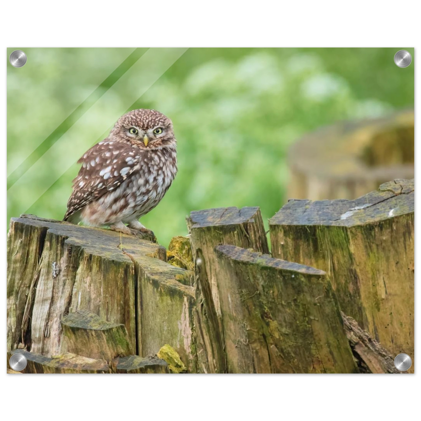 Wandbild mystische kleine eule faszinierendes kunstwerk fuer natur und tierliebhaber in vielen groessen
