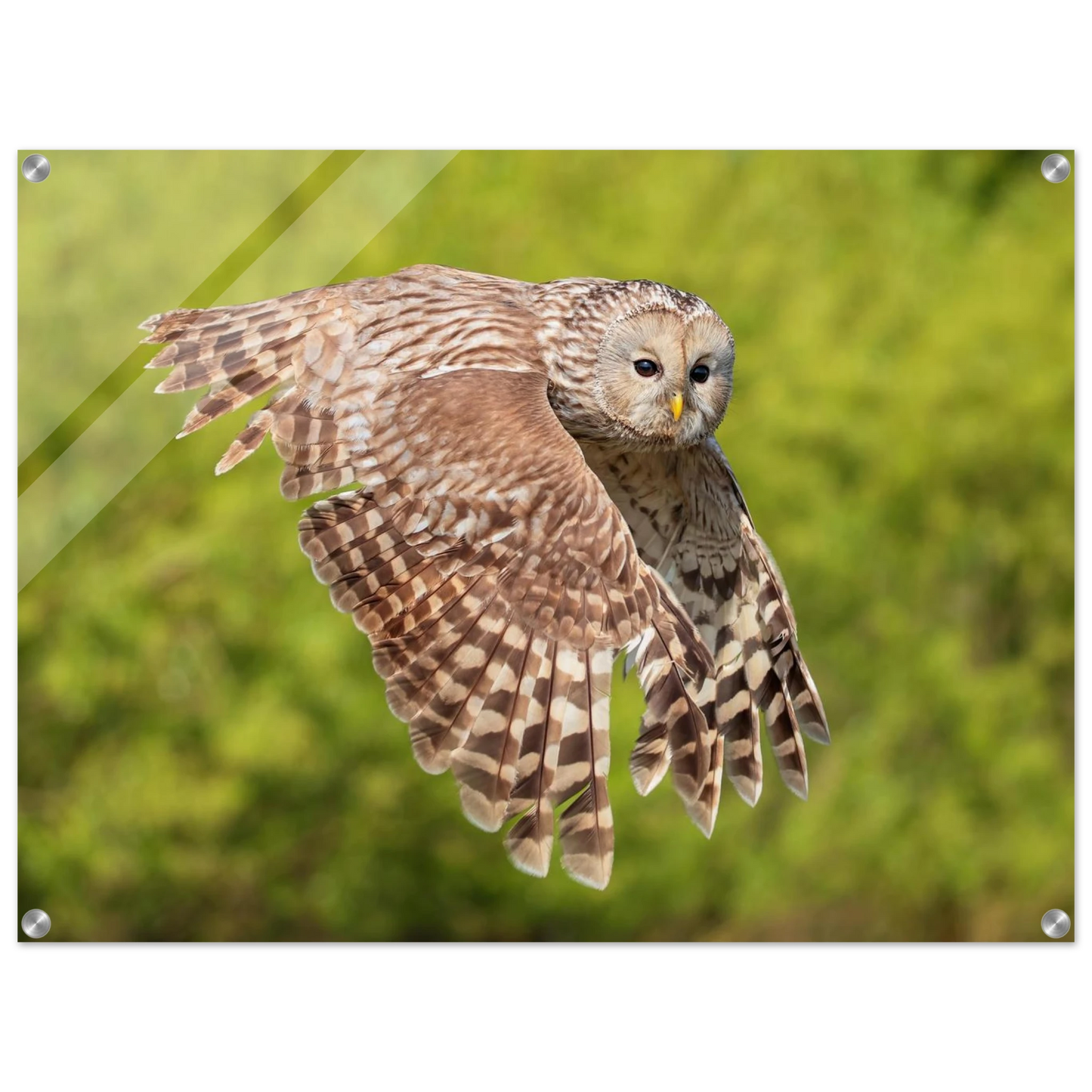 Wandbild majestaetische eule im flug naturfotografie fuer ihr zuhause