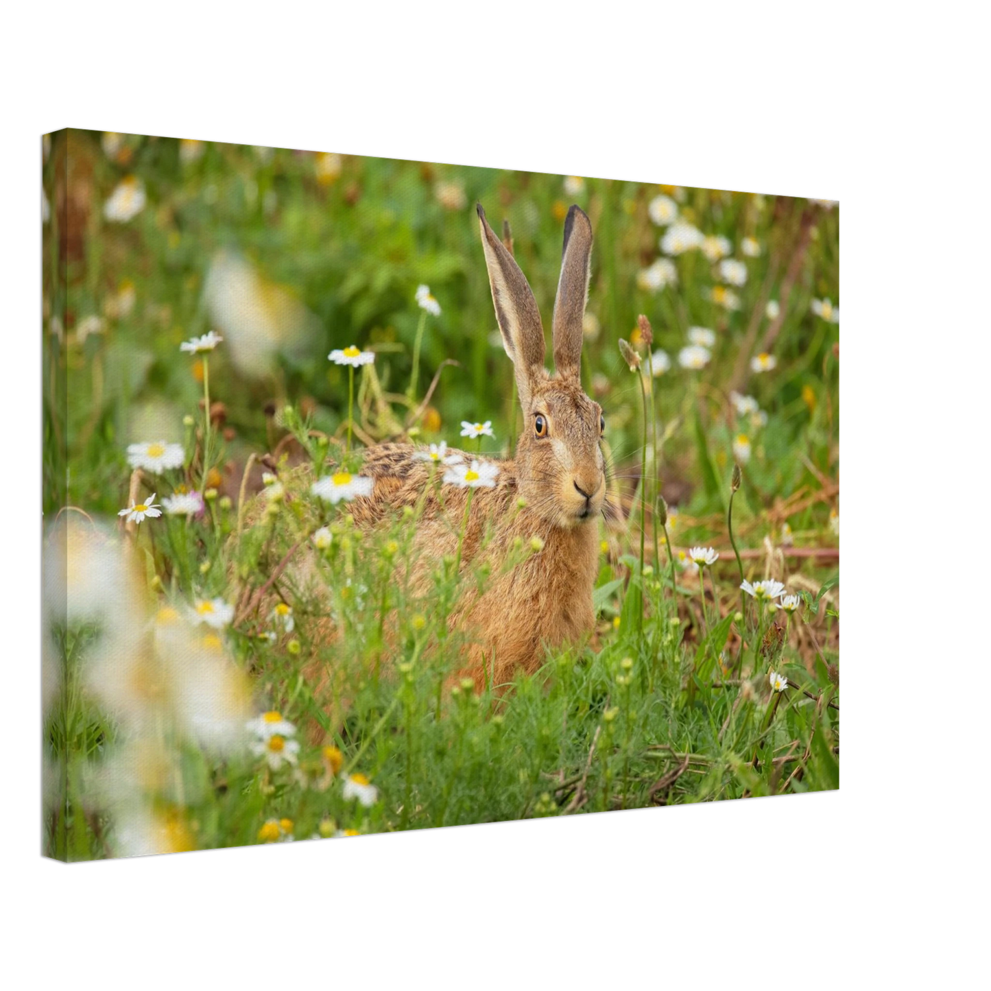 Wandbild feldhase im blumenfeld beruhigende natur tier kunst in vielen groessen
