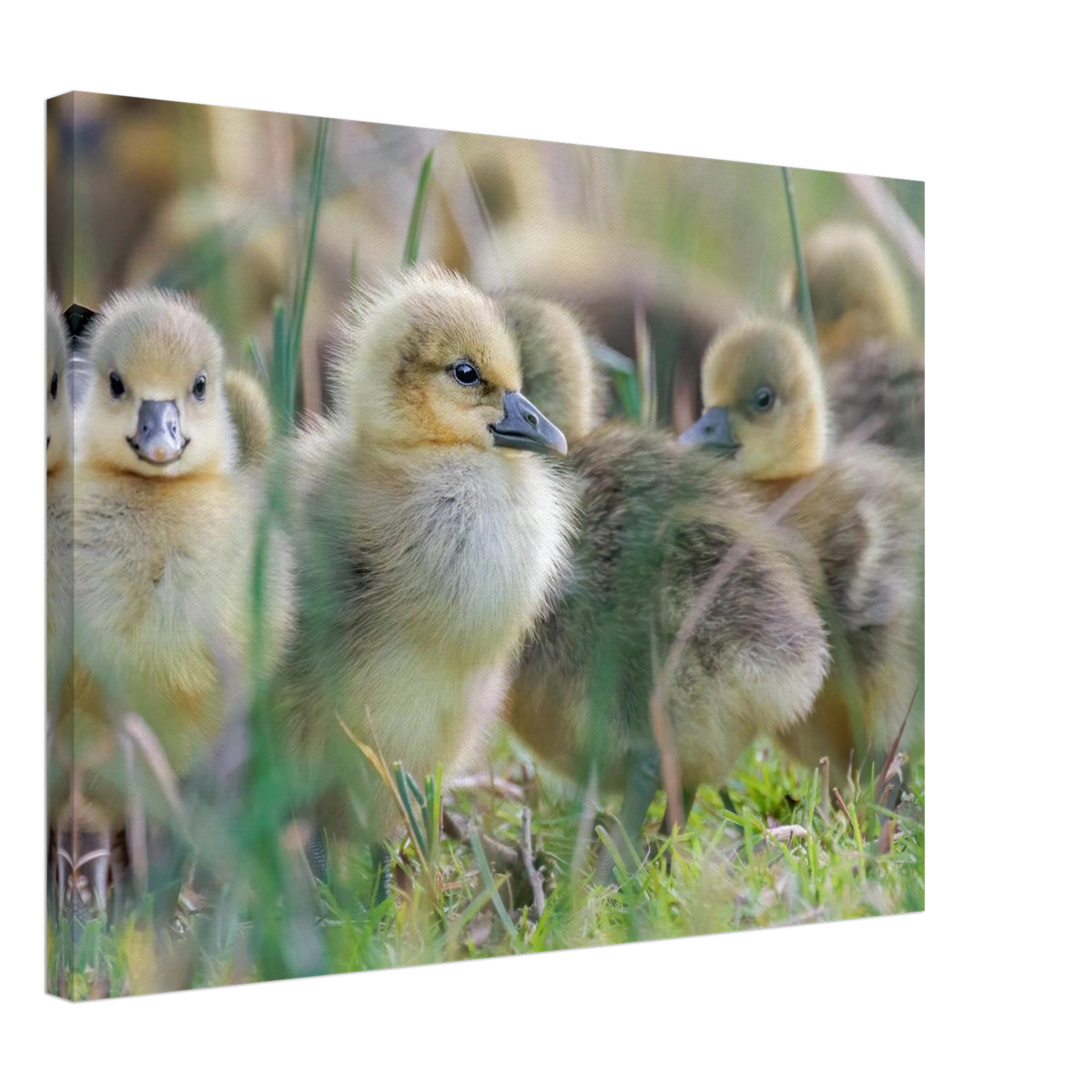 Wandbild kueken in zartgruen und gold suesse baby gans kunst in vielen groessen