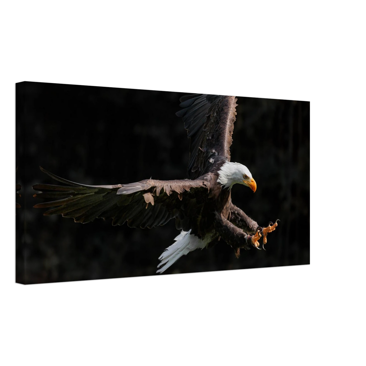 Wandbild majestaetischer weisskopfseeadler im flug freiheit staerke in ihrer wunschgroesse