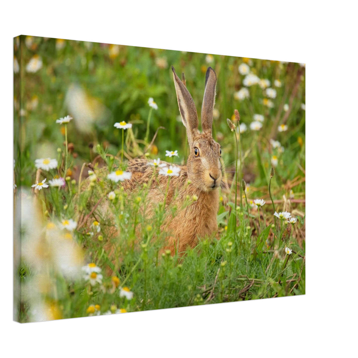Wandbild feldhase im blumenfeld beruhigende natur tier kunst in vielen groessen