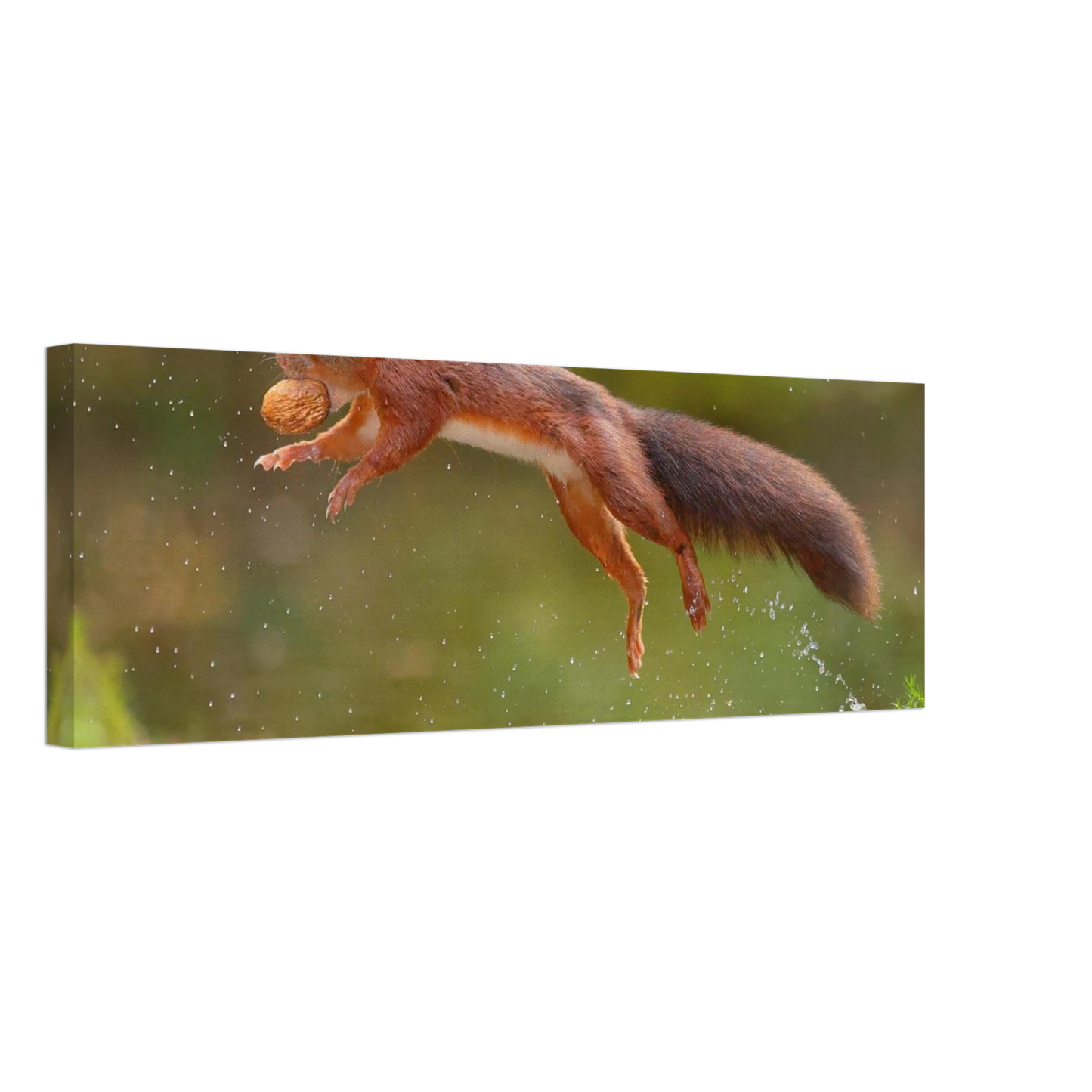 Wandbild eichhoernchen dynamisches wildtier poster fuer ihr zuhause in verschiedenen groessen