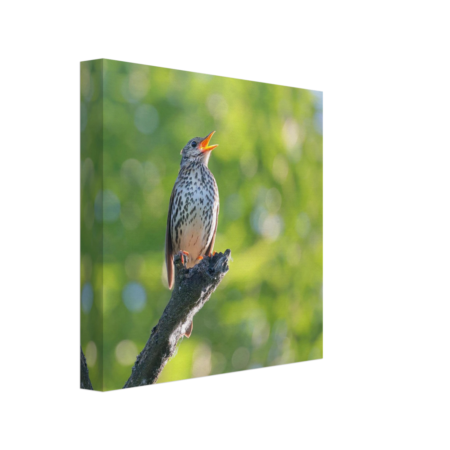 Wandbild bezaubernder singvogel in gruen ein naturportraet fuer ihr zuhause in vielen groessen