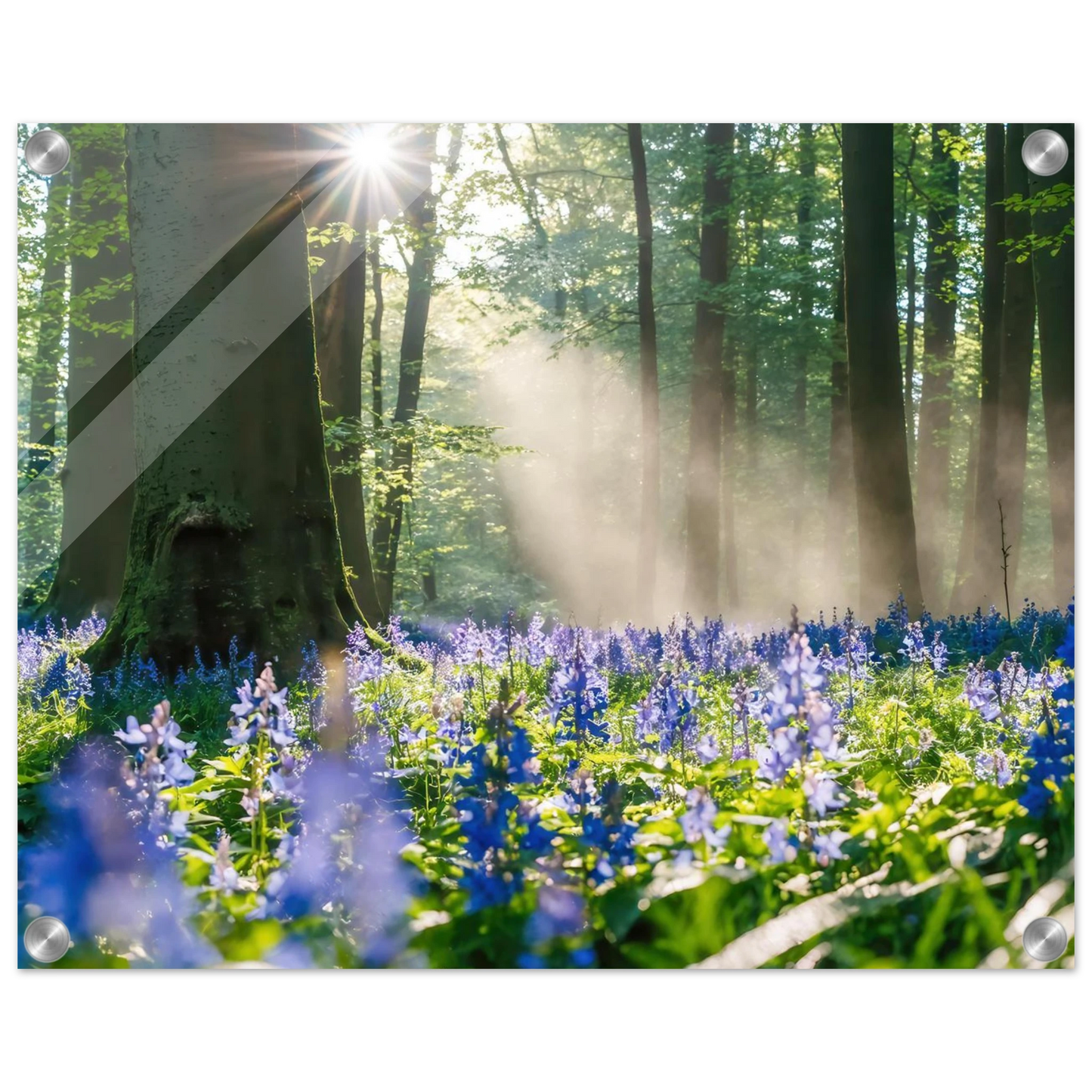 Wandbild mystische waldlichtung mit blauen glockenblumen sonnenverwoehntes naturbild in verschiedenen groessen