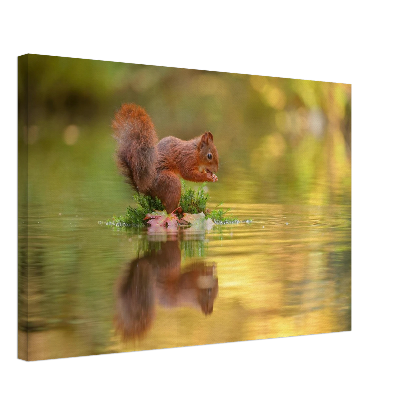 Wandbild bezauberndes eichhoernchen mit nuss lebendige wildtierkunst fuer ihr zuhause