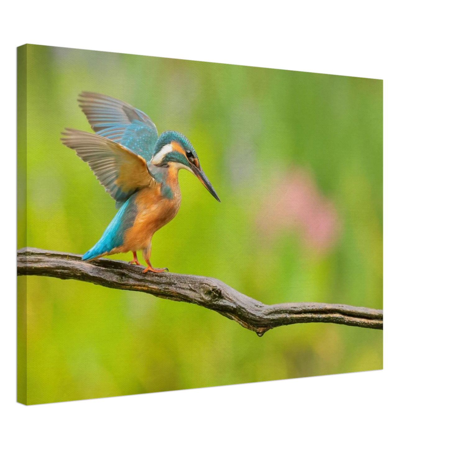 Wandbild eisvogel leuchtende federpracht auf natuerlichem ast in ihrer wunschgroesse