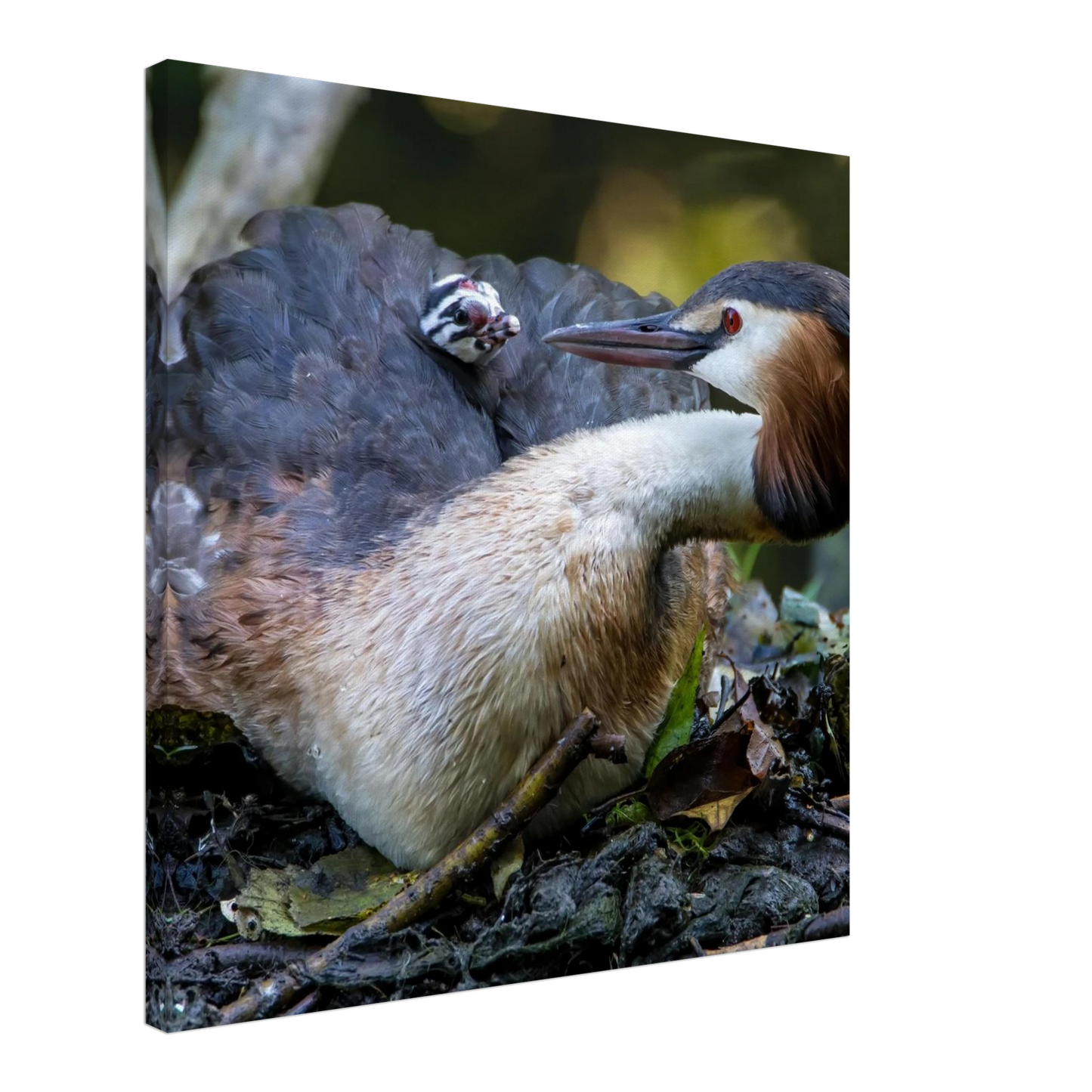 Wandbild zaertliche grosse haubentaucher familie naturgetreuer kunstdruck in ihrer wunschgroesse