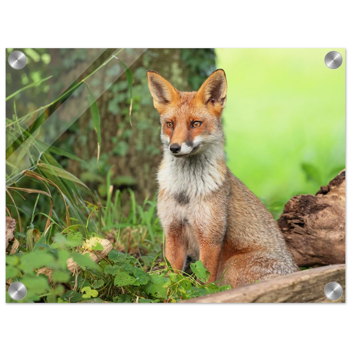 Wandbild majestaetischer rotfuchs ein augenblick der ruhe in der natur erhaeltlich in zahlreichen groessen
