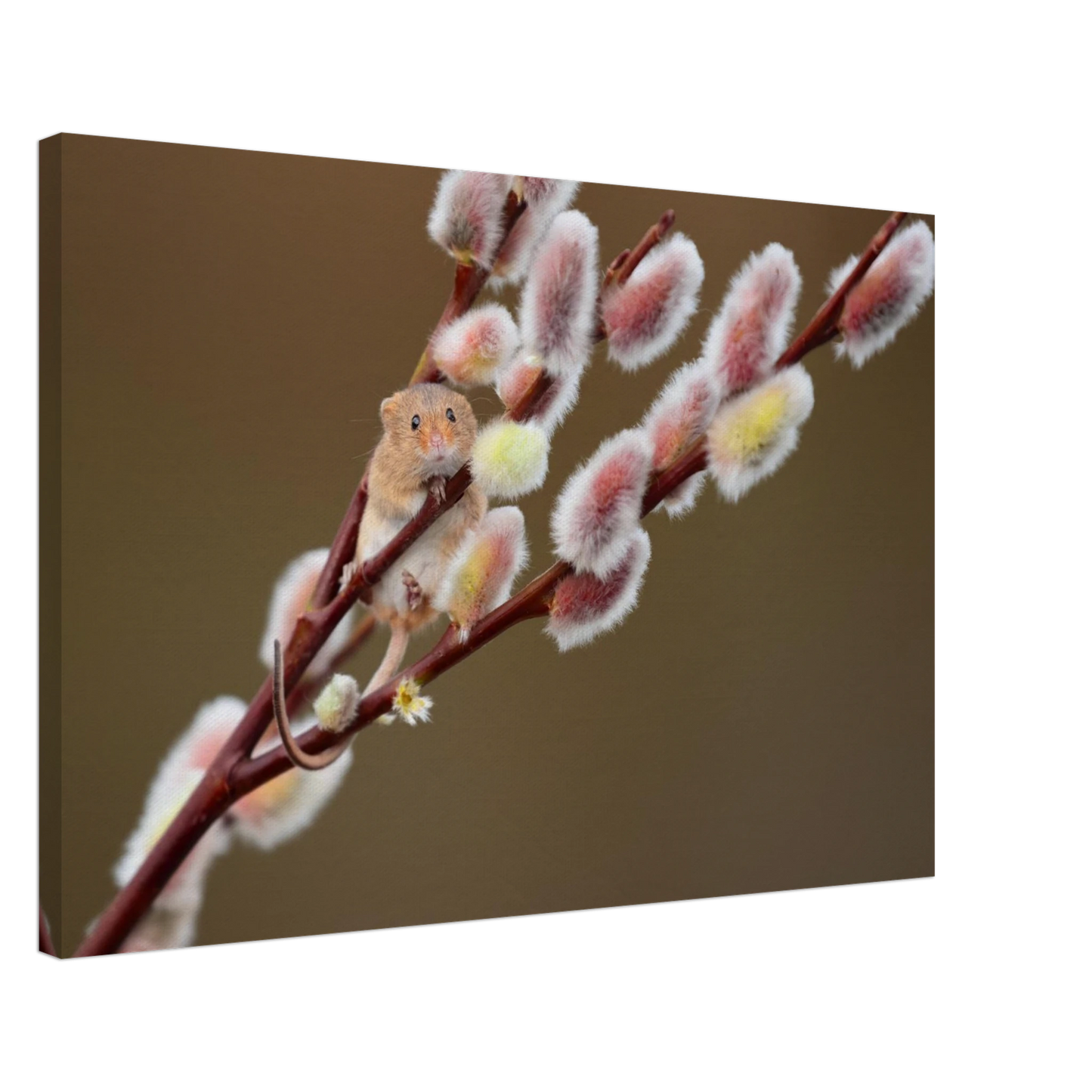 Wandbild niedliche erntemaus an flauschigen weidenkaetzchen ein zauberhafter naturmoment fuer ihre waende