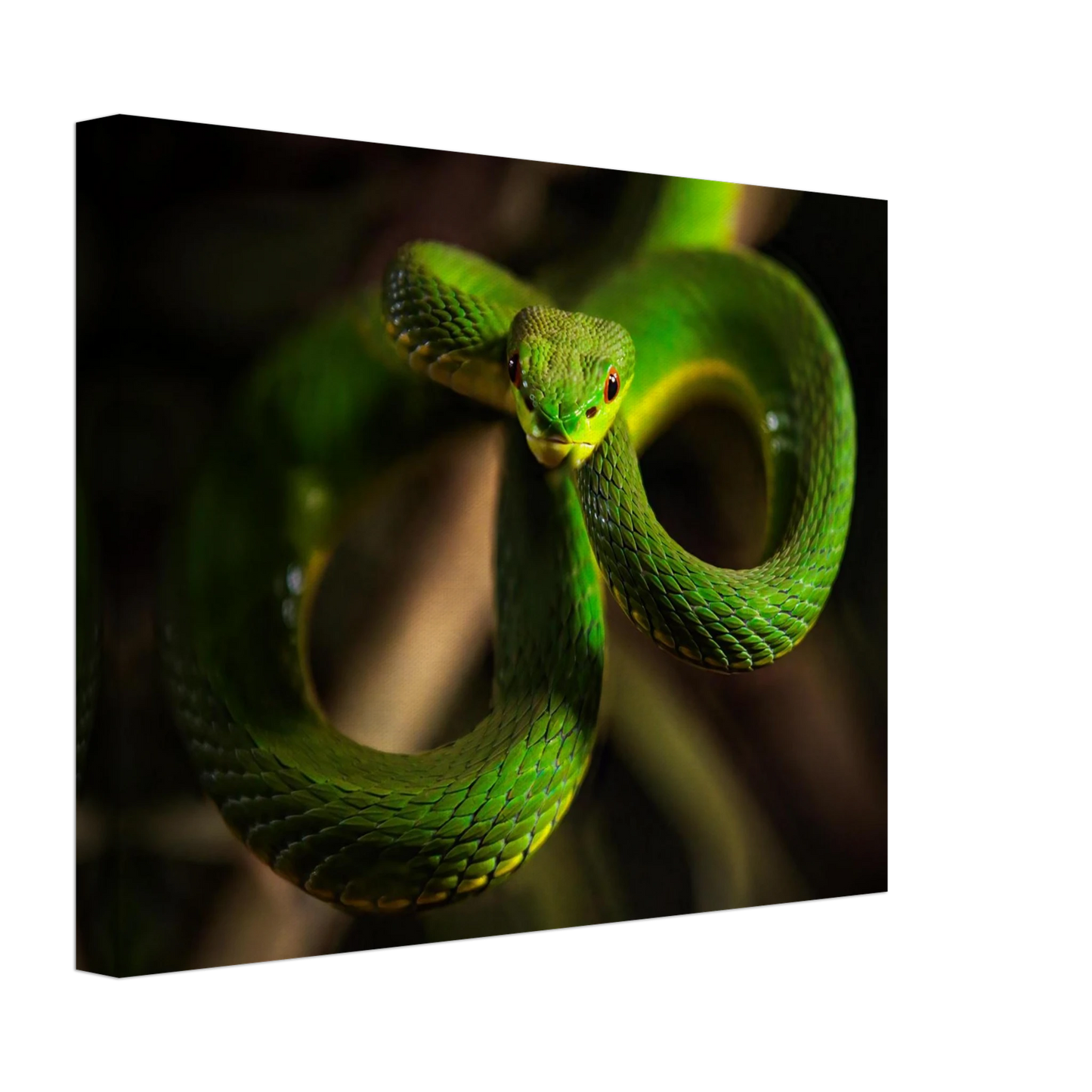 Wandbild der gruene baumviper ein hypnotischer blick in verschiedenen groessen