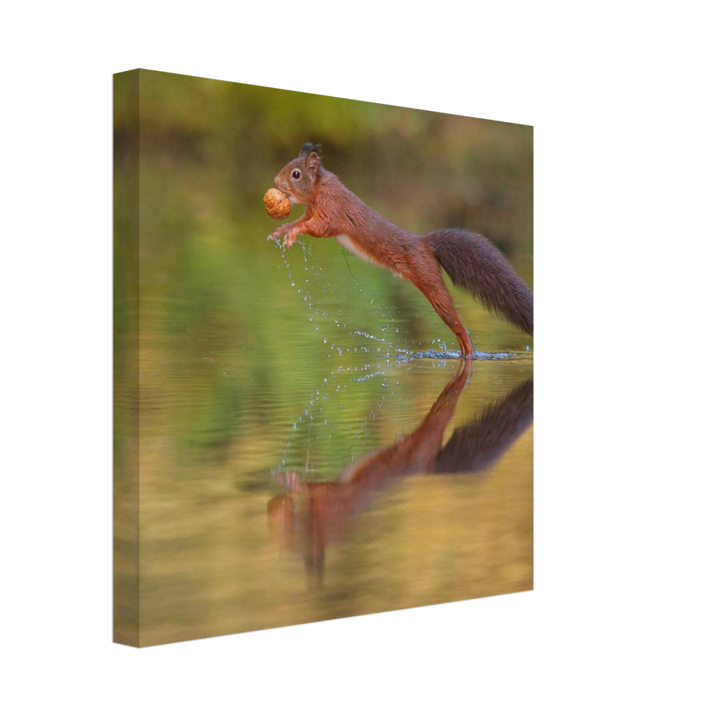 Wandbild eichhoernchen sprung dynamisches tierportrait auf premium leinwand in verschiedenen groessen erhaeltlich