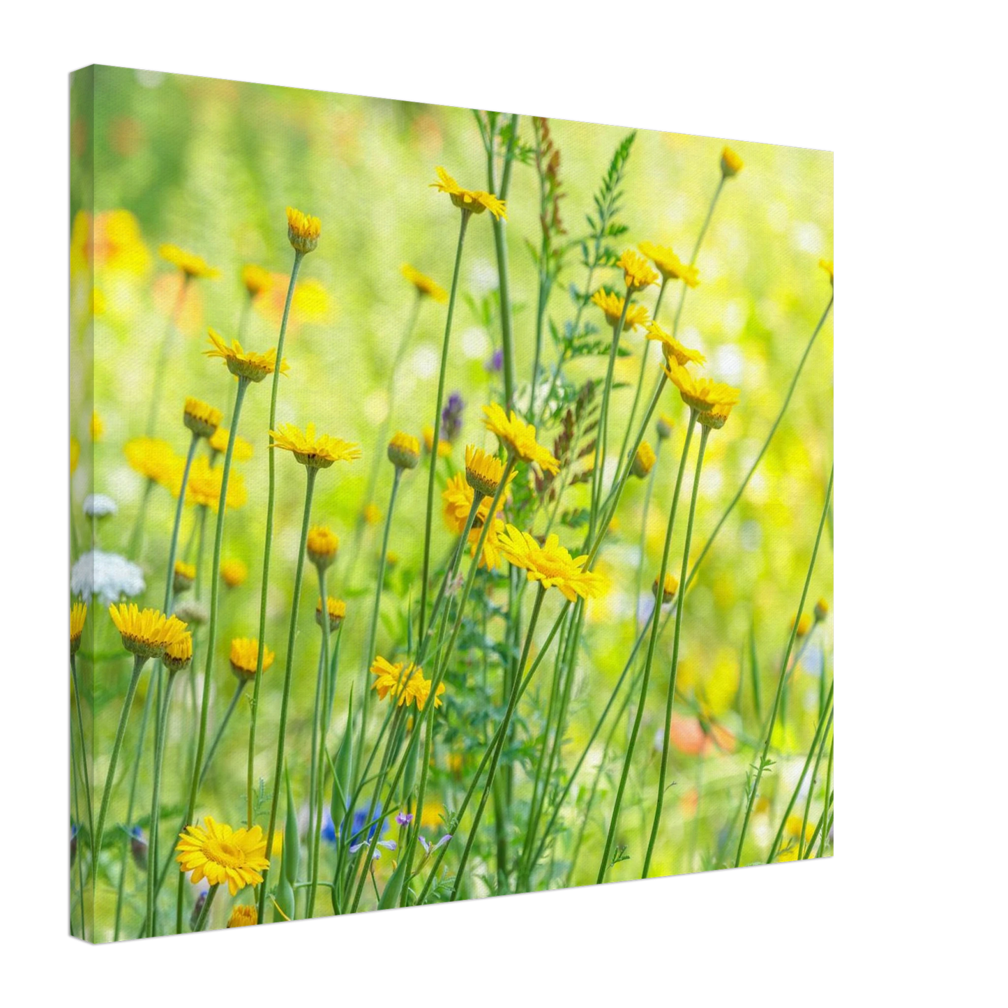 Wandbild sunshine meadow lebendiger blumen druck in verschiedenen groessen
