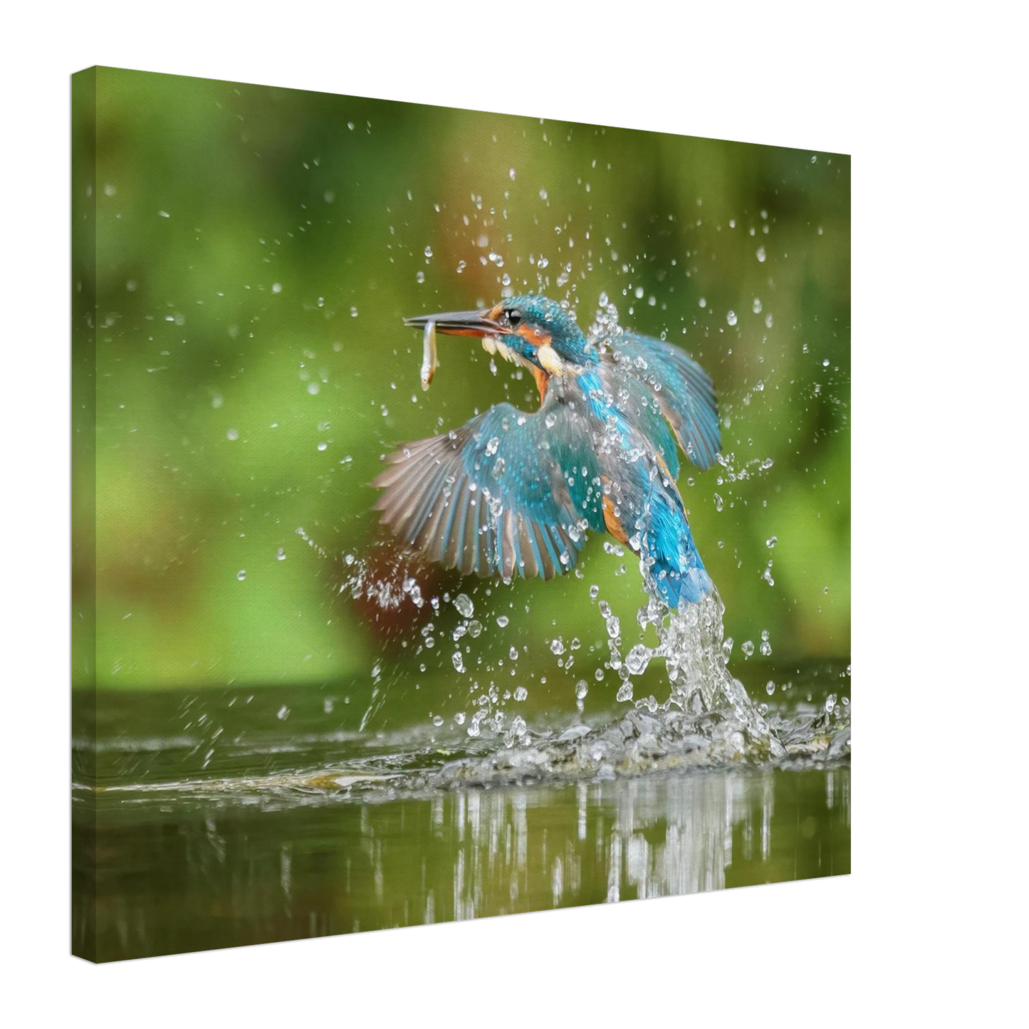 Wandbild eisvogel im sturzflug lebendige wildtierkunst fuer ihr zuhause