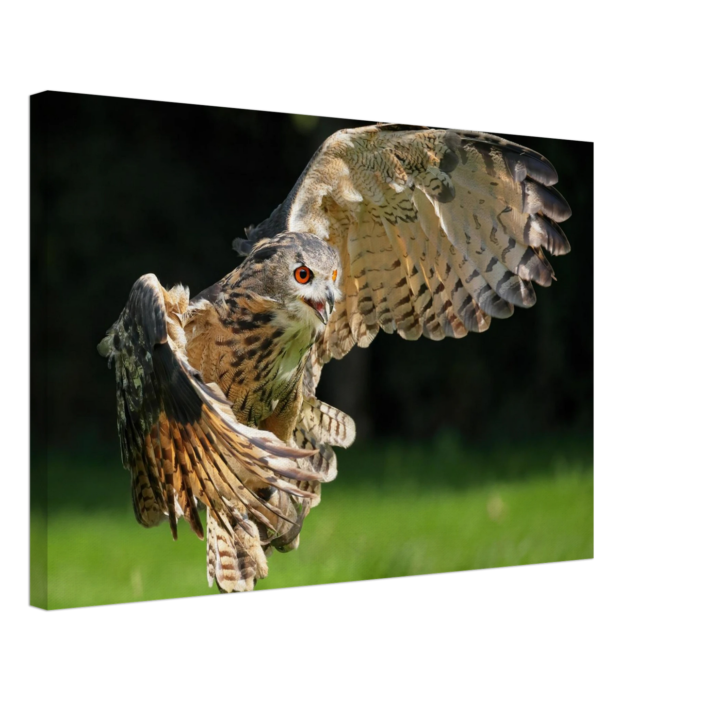Wandbild majestaetische eule im flug ausdrucksstarke wandkunst fuer ihr zuhause