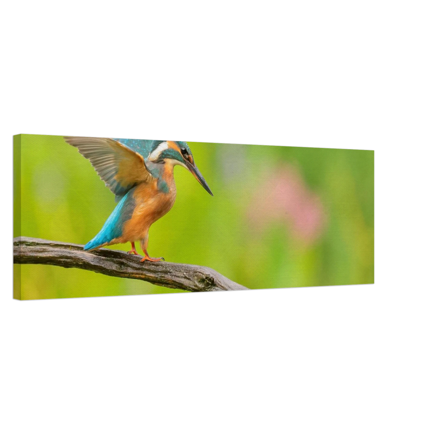 Wandbild eisvogel leuchtende federpracht auf natuerlichem ast in ihrer wunschgroesse