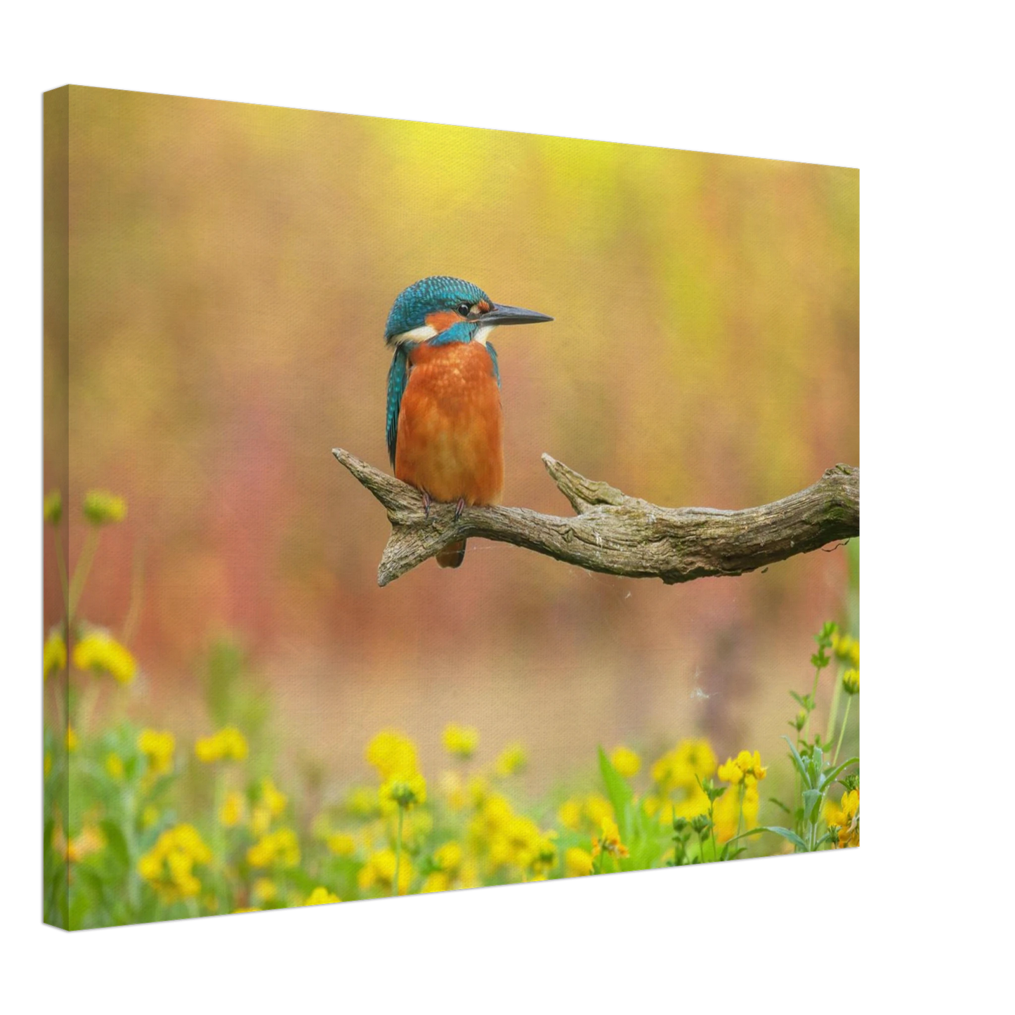 Wandbild eisvogel lebendige naturkunst fuer ihr zuhause in ihrer wunschgroesse