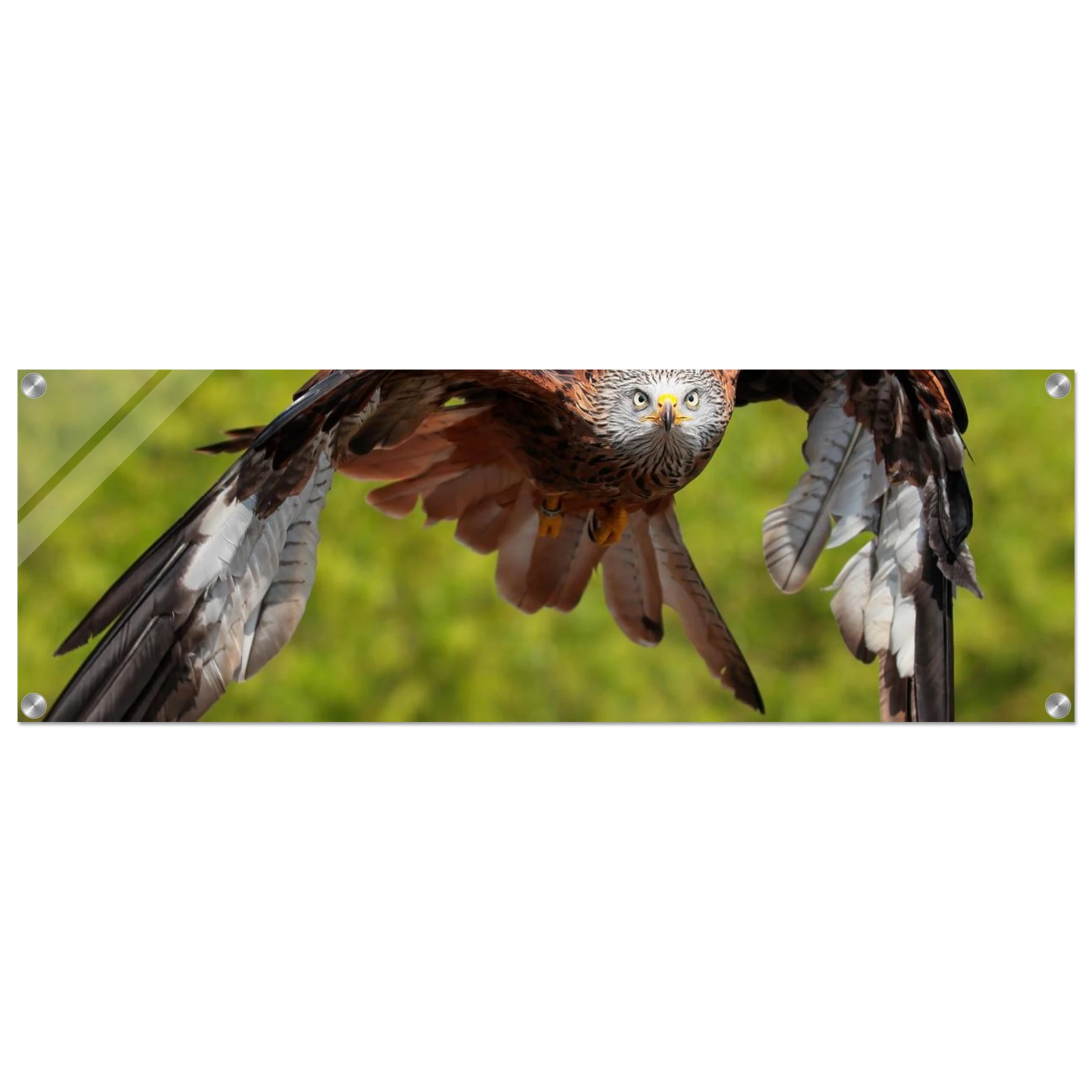 Wandbild majestaetischer rotmilan im flug atemberaubende tierfotografie fuer ihr zuhause erhaeltlich in zahlreichen groessen
