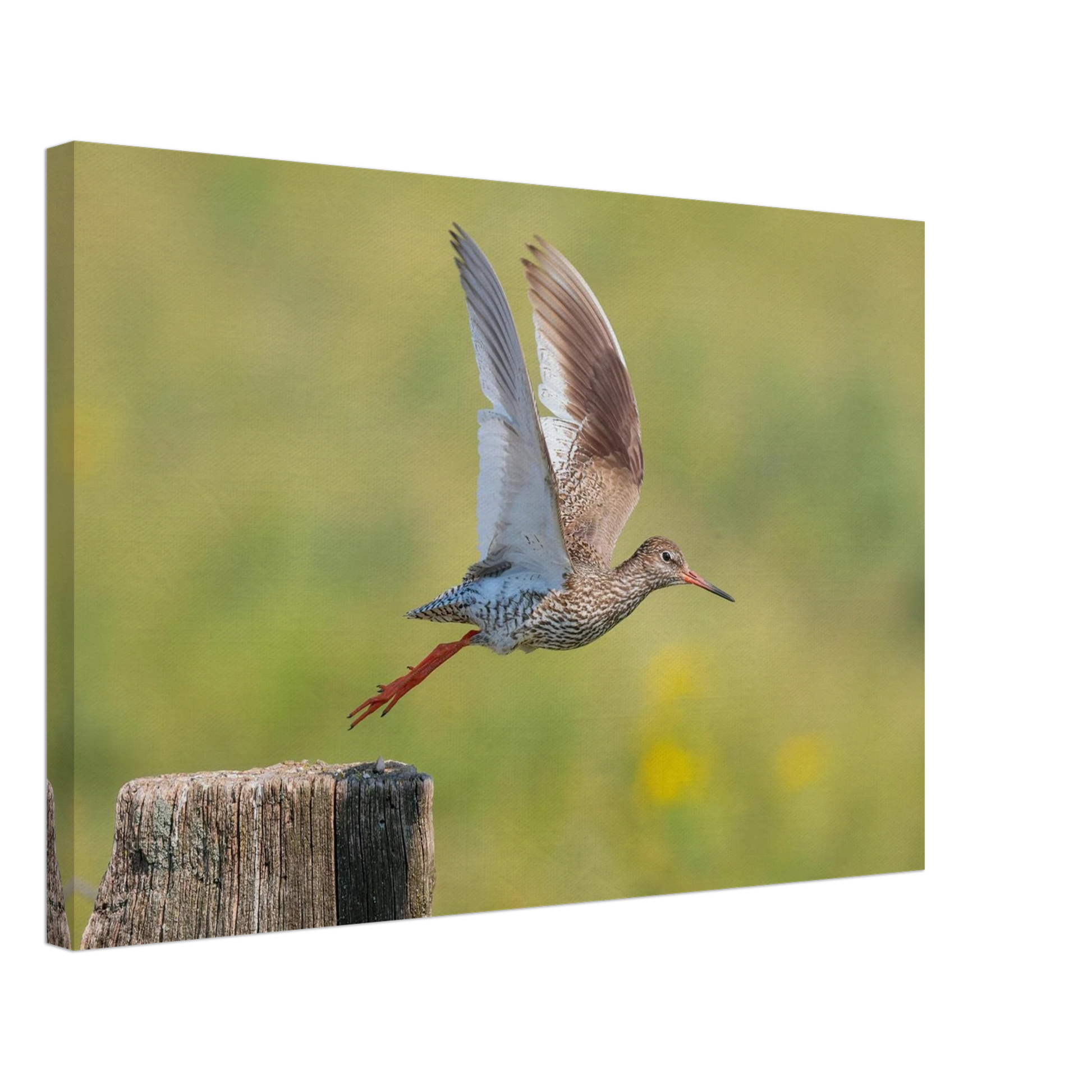 Wandbild der flug des rotschenkels dynamische tierkunst fuer ihr zuhause in vielen groessen erhaeltlich