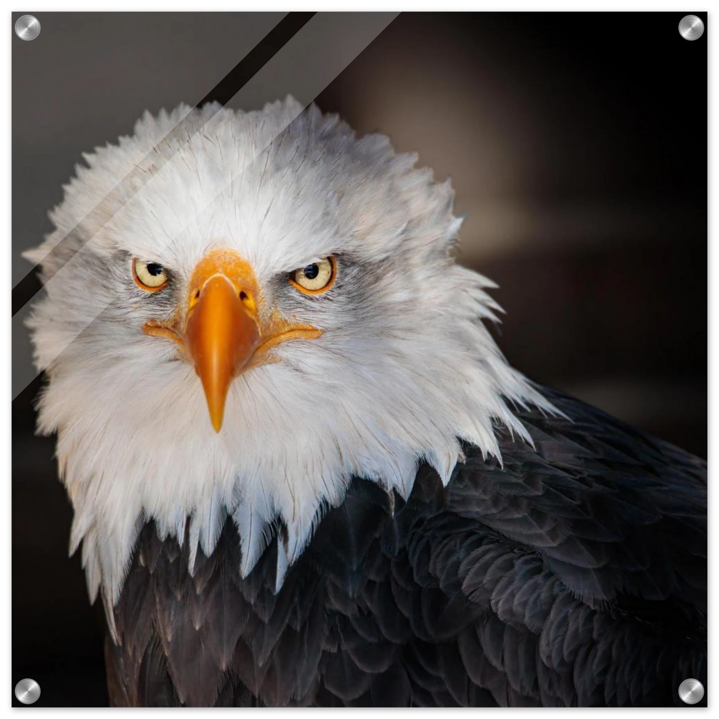 Wandbild majestaetischer adler ausdrucksstarke tierfotografie fuer ihr zuhause in vielen groessen erhaeltlich