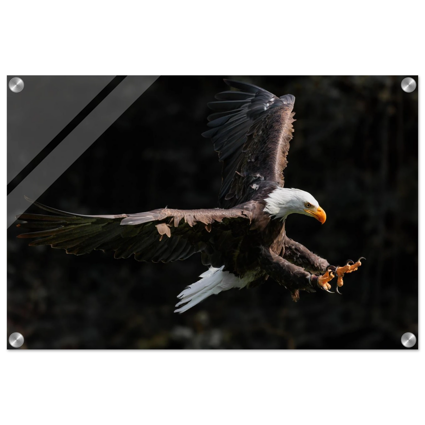 Wandbild majestaetischer weisskopfseeadler im flug freiheit staerke in ihrer wunschgroesse