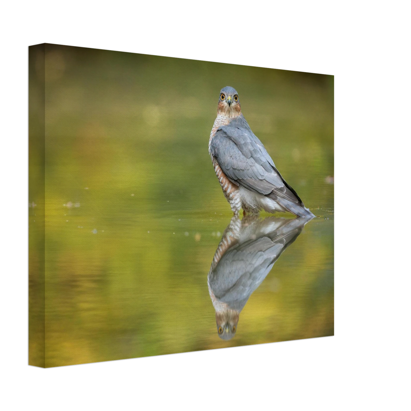 Wandbild mystischer sperber im morgengold faszinierende wildtierfotografie in ihrer wunschgroesse
