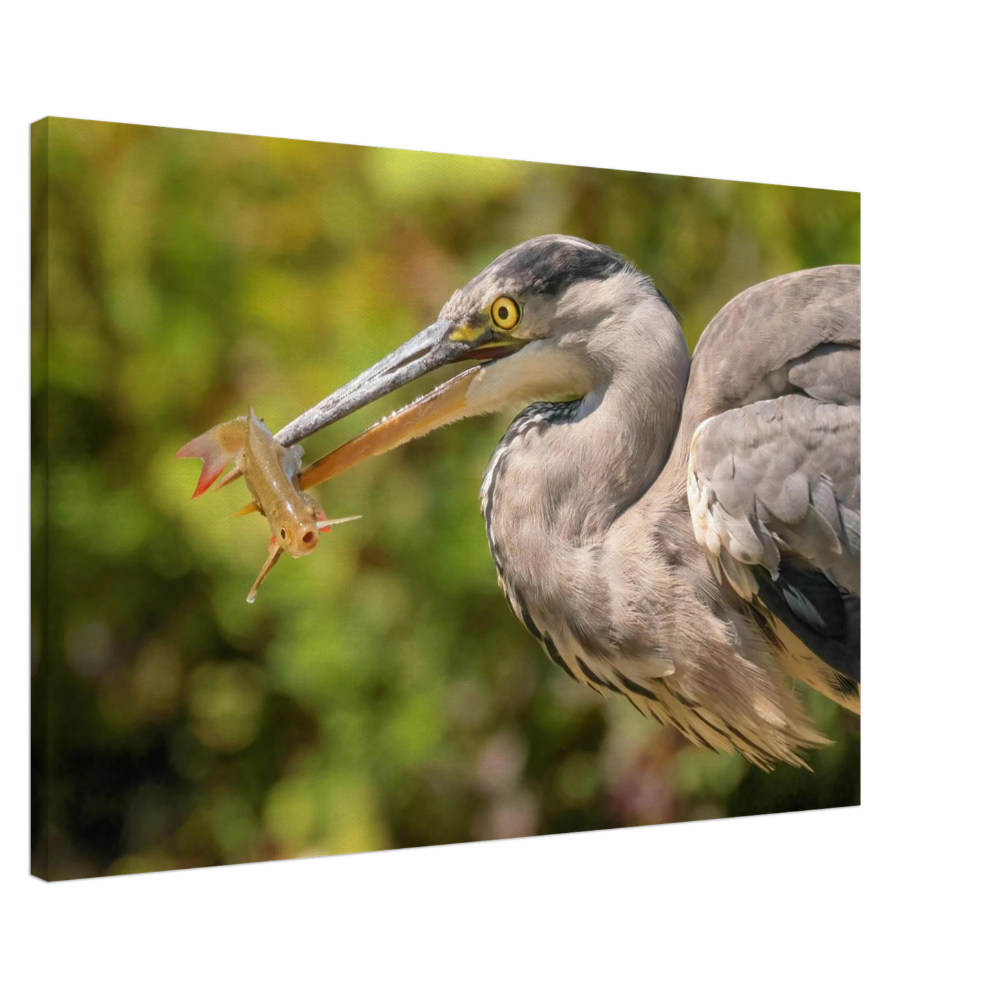 Wandbild graureiher mit fisch ein faszinierender moment in der natur verfuegbar in ihrer wunschgroesse