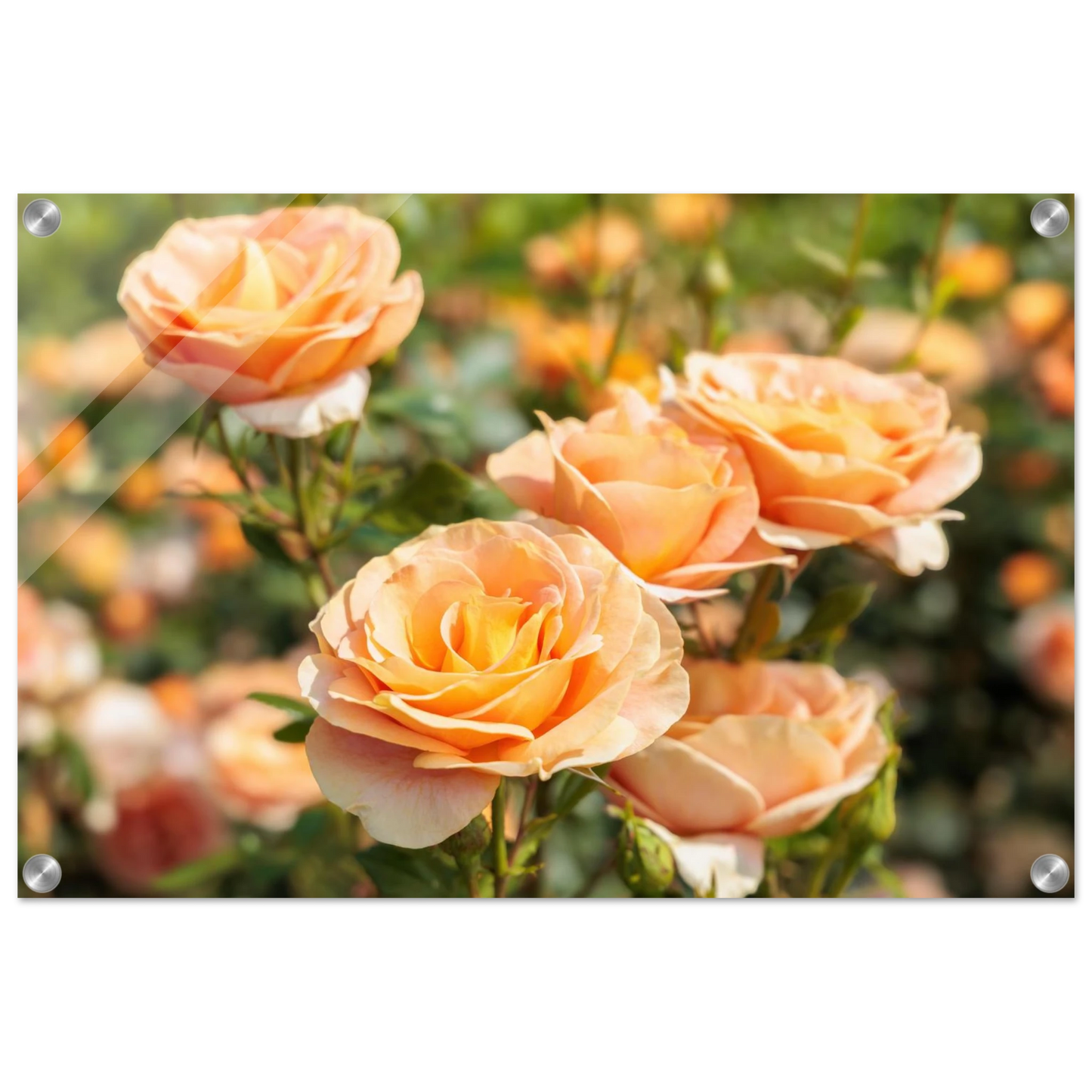 Wandbild romantische pfirsichrosen im sonnenschein botanische kunst fuer ihr zuhause in vielen groessen