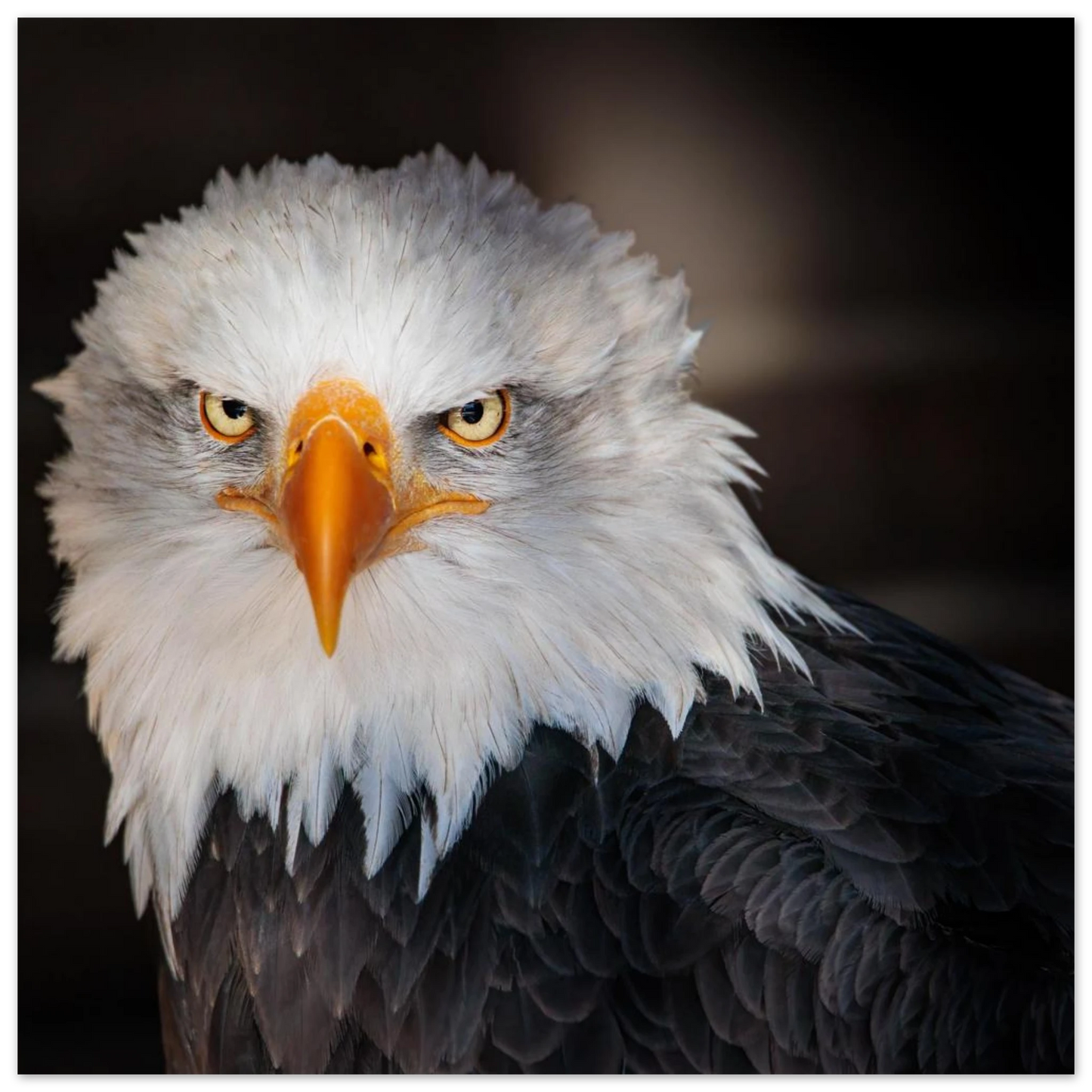 Wandbild majestaetischer adler ausdrucksstarke tierfotografie fuer ihr zuhause in vielen groessen erhaeltlich