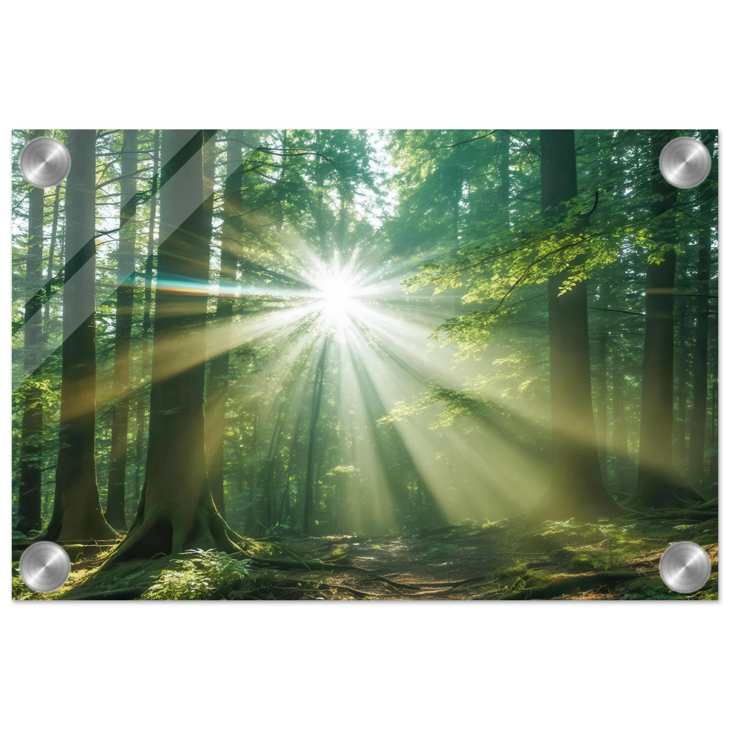 Wandbild sonnenstrahlen im wald mystisches waldlicht kunstdruck in ihrer wunschgroesse