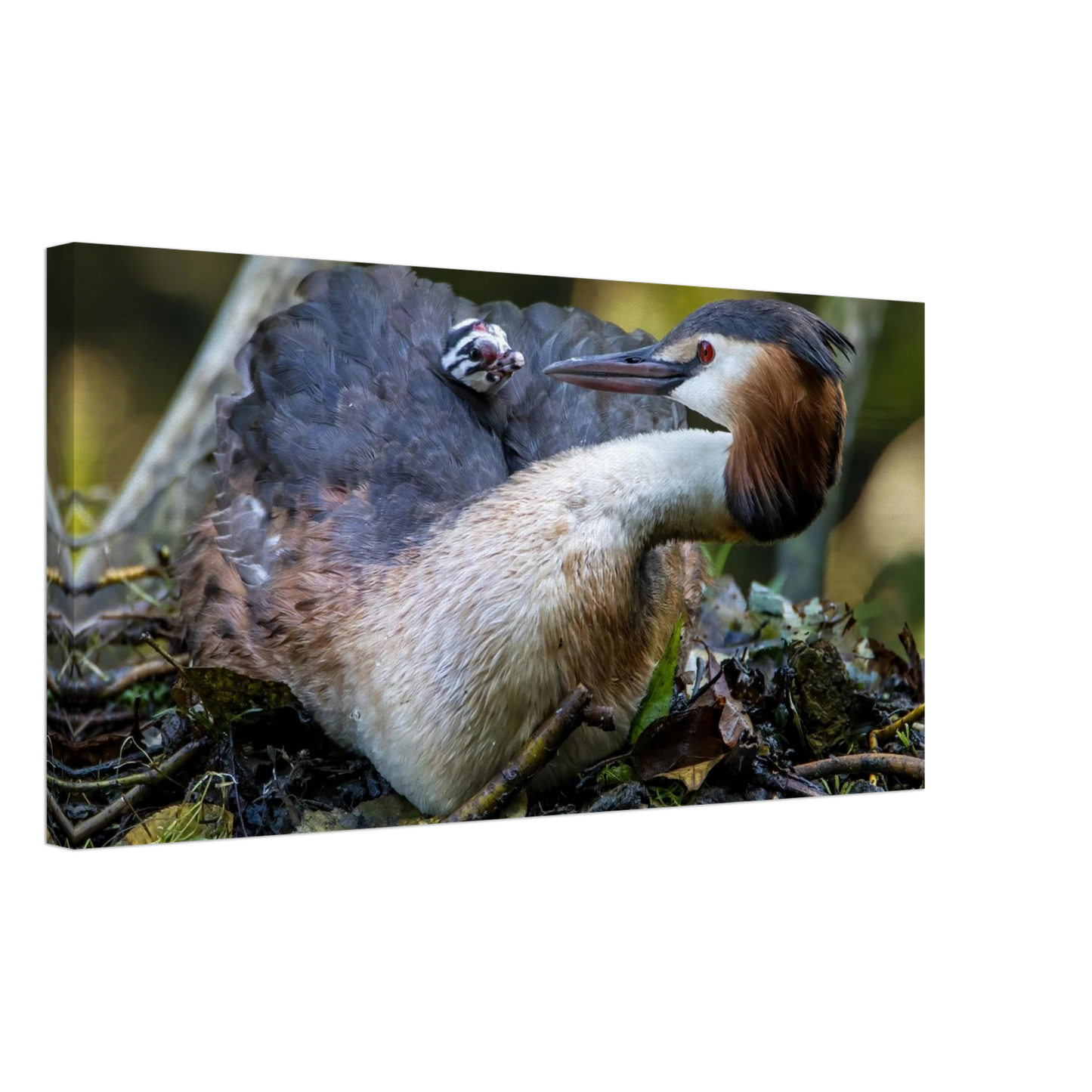 Wandbild zaertliche grosse haubentaucher familie naturgetreuer kunstdruck in ihrer wunschgroesse