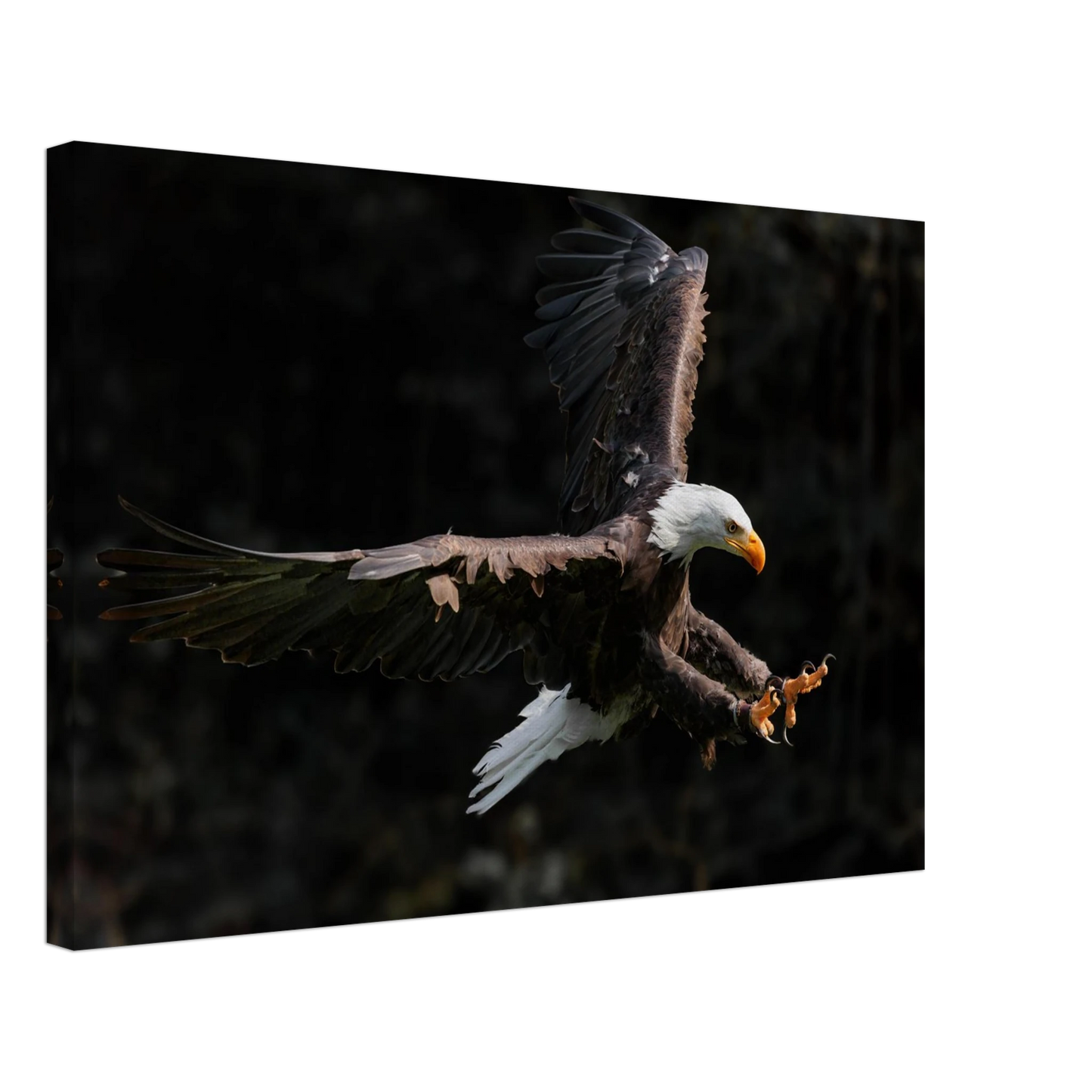 Wandbild majestaetischer weisskopfseeadler im flug freiheit staerke in ihrer wunschgroesse