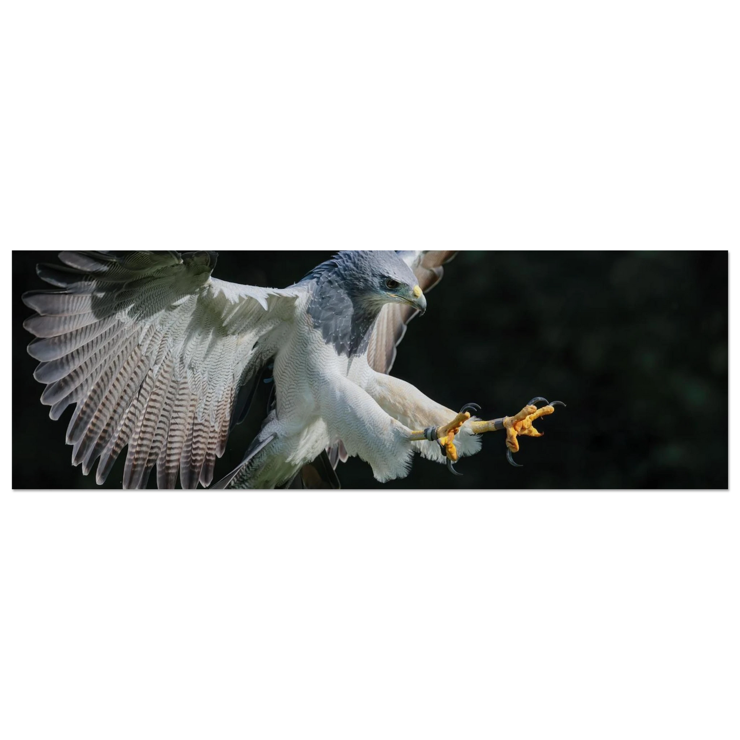 Wandbild majestaetischer schwarzbrustbussard im flug atemberaubende tierfotografie fuer ihr zuhause