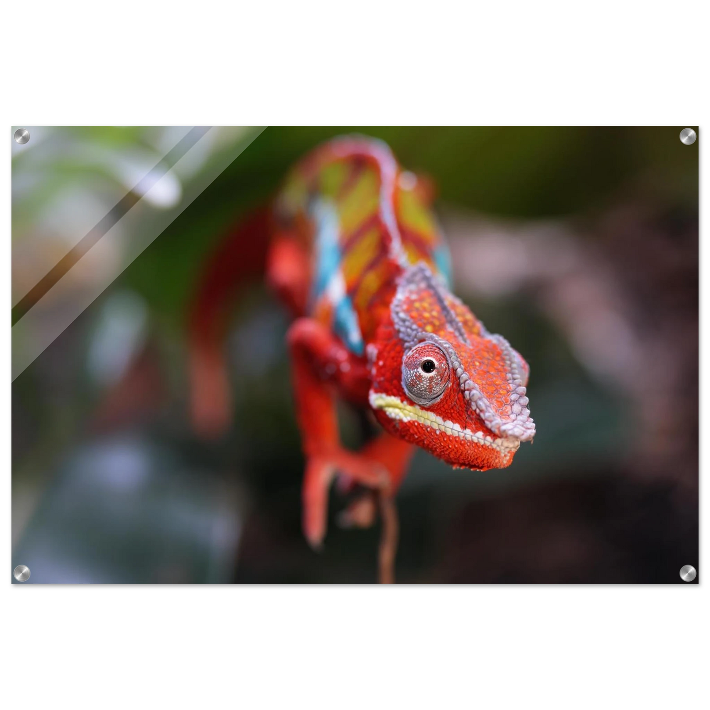 Wandbild faszinierendes chamaeleon portraet lebendige tierkunst fuer ihr zuhause in ihrer wunschgroesse