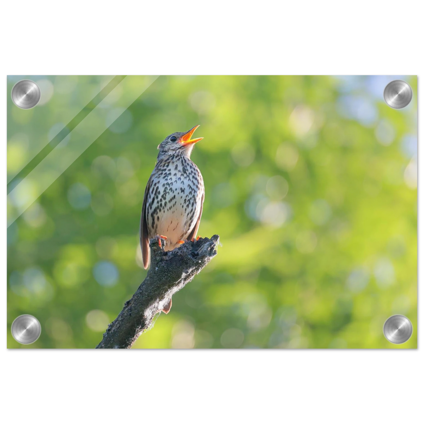 Wandbild bezaubernder singvogel in gruen ein naturportraet fuer ihr zuhause in vielen groessen